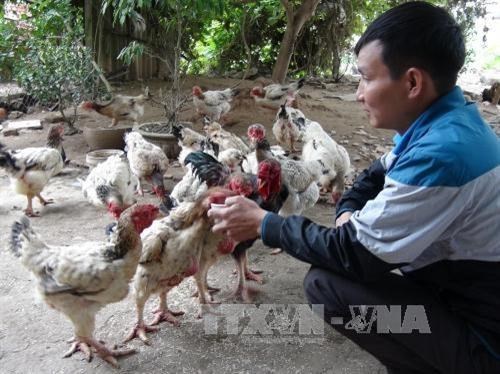 Mức xử phạt vi phạm hành chính đối với hành vi vi phạm quy định về chất lượng giống vật nuôi trong sản xuất, mua bán?